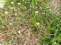 Bourse a pasteur - Capsella bursa-pastoris (Photo F. Mrugala)